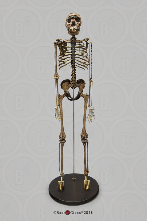 Articulated Homo ergaster Skeleton, KNM-WT 15000 "Nariokotome Boy"