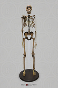 Articulated Homo ergaster Skeleton, KNM-WT 15000 "Nariokotome Boy"