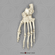 Articulated Chimp Foot
