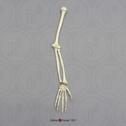 Human Adolescent Arm, Articulated w/Articulated Rigid Hand, (no Scapula)