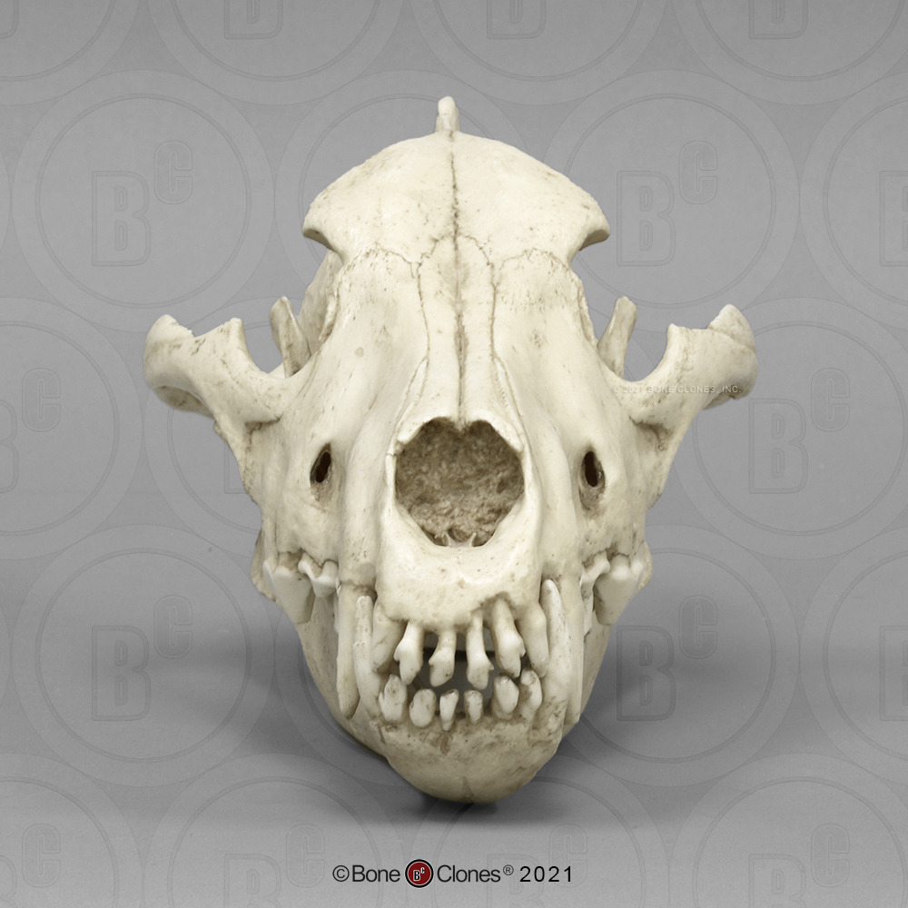 wolf skull