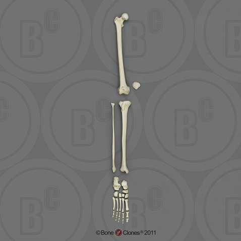 Human Male Asian Leg, Disarticulated