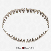 Fossil Megalodon Shark Set of 46 Teeth, Sulpher