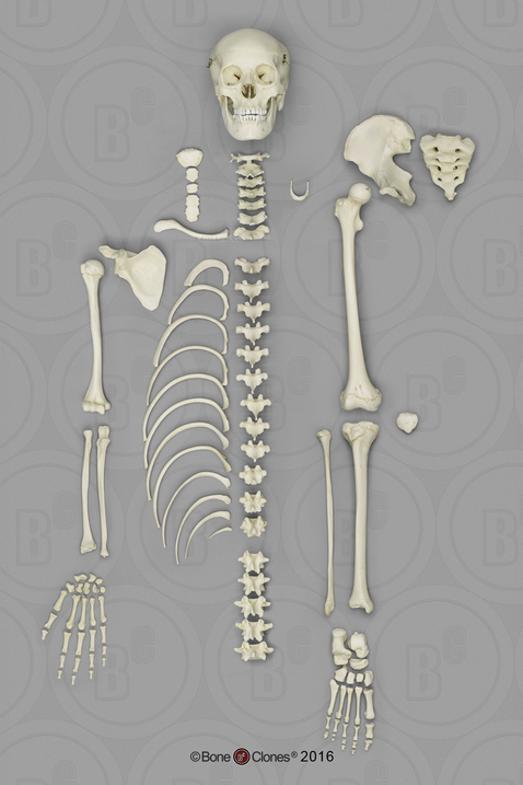 Human Adolescent Half Skeleton