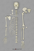 Human Adolescent Half Skeleton