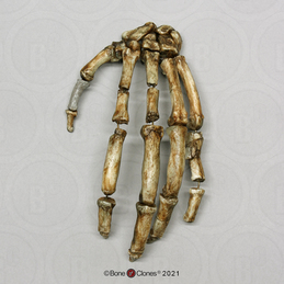 Ardipithecus ramidus Hand, Articulated