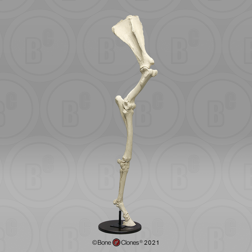 Horse Front Leg with Scapula Articulated on Base - Bone Clones, Inc. -  Osteological Reproductions