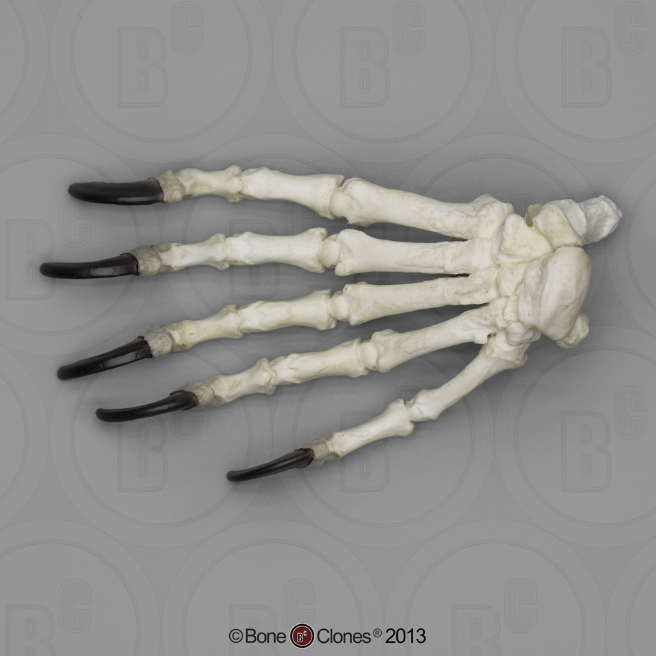 Black Bear Right Paw Complete - Bone Clones, Inc. - Osteological