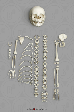 14 to 16-month-old Human Child Half Skeleton Disarticulated