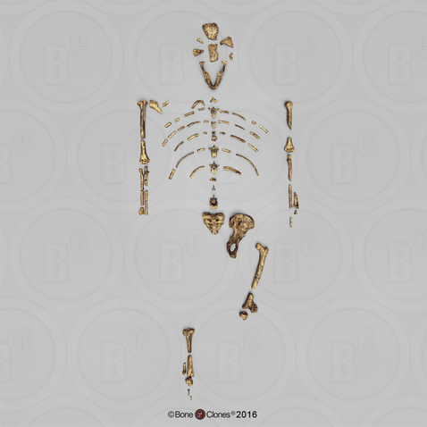 Disarticulated Australopithecus afarensis-"Lucy", A.L.288-1-Skeleton