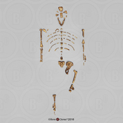 Disarticulated Australopithecus afarensis-"Lucy", A.L.288-1-Skeleton