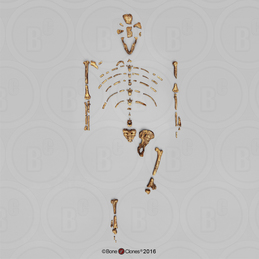 Disarticulated Australopithecus afarensis-"Lucy", A.L.288-1-Skeleton