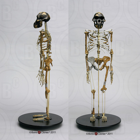Articulated "Lucy" Skeleton