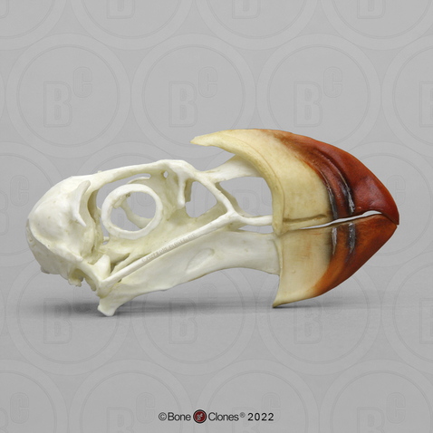 Horned Puffin Skull