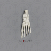5-year-old Human Child Foot, Articulated