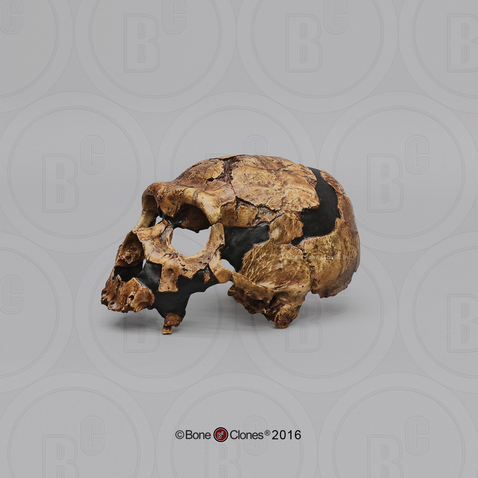 Homo neanderthalensis Shanidar 5 Cranium