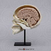 Human Sagittal Cut Half Skull with Brain Hemisphere