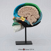 Color-Coded Human Sagittal Cut Half Skull with Brain Hemisphere