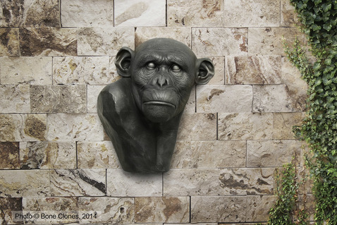 Large-scale Chimpanzee Bust
