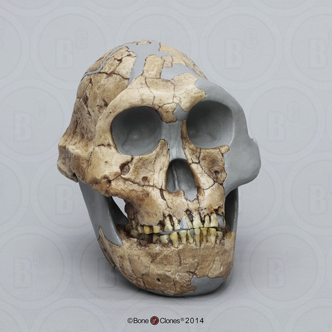 Australopithecus (Paranthropus) robustus Skull DNH 7