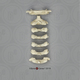 5-year-old Human Child Cervical Verts Set of 7