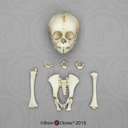 Dietary Comparison Economy Skull Set - Bone Clones, Inc. - Osteological  Reproductions