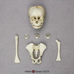 Fetal Orangutan Set of Skull and Postcranial Bones