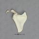 5-year-old Human Child Scapula