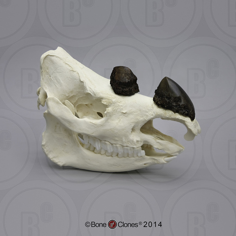 Sumatran Rhinoceros Skull with horns