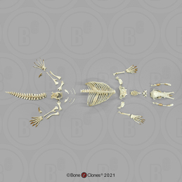 Disarticulated Duck-Billed Platypus Skeleton