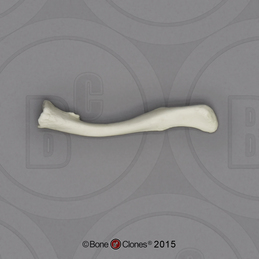 Human European American Male 13-year-old Clavicle