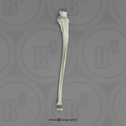 Ulna and Epiphysis -3pcs