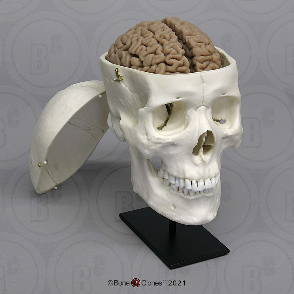 Male Human Skull with Brain and Stand - Bone Clones, Inc