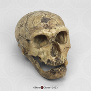 Homo neanderthalensis Skull La Chapelle-aux-Saints