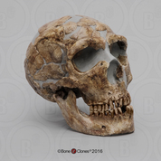 Shanidar 1 Skull Homo neanderthalensis