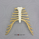 Human Adolescent Thorax Assembly (Sternum and Costal Cartilage)
