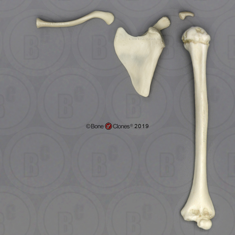5-year-old Human Child Humerus-Articulated, Scapula, Clavicle Set