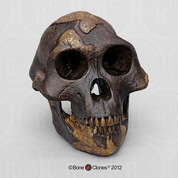 Homo erectus Economy Cranium - Bone Clones, Inc. - Osteological