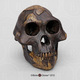 Australopithecus afarensis Skull - "Lucy", dark finish