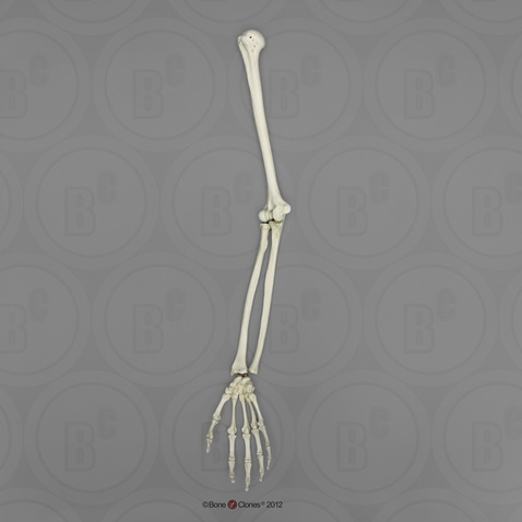 Human Male Asian Arm, Articulated (No Scapula) w/ Articulated Rigid Hand