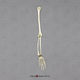 5-year-old Human Child, Arm, Articulated w/ Articulated Rigid Hand, (No Scapula)
