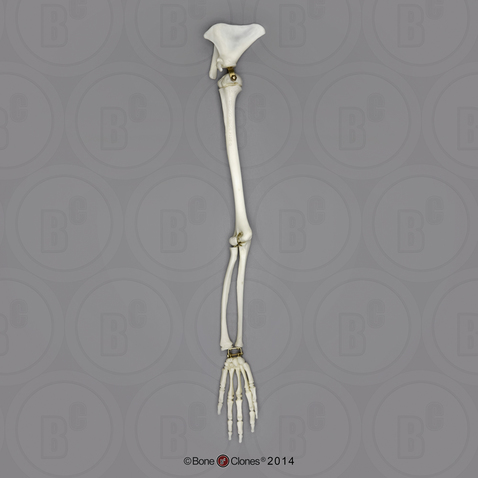 5-year-old Human Child, Arm, Articulated w/ Articulated Rigid Hand, (With Scapula)