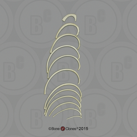 5-year-old Human Child Ribs Set of 12 (one side)