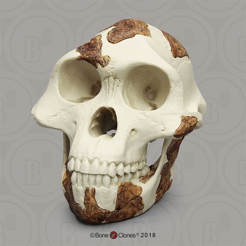 Australopithecus afarensis Skull - "Lucy", light finish