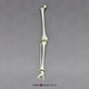 5-year-old Human Child Leg, Articulated w/ Articulated Rigid Foot