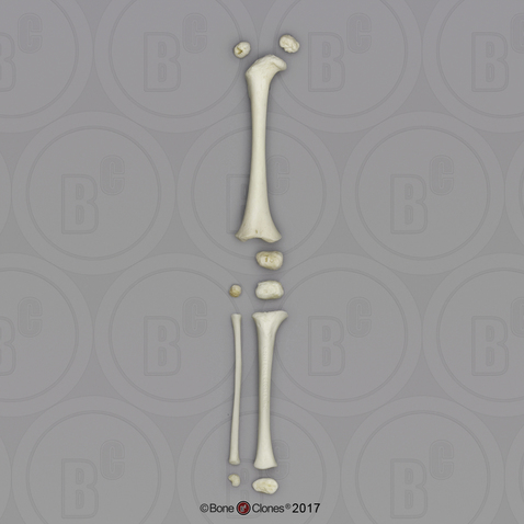 Human Child Leg Bones and Epiphyses (10 pcs), No Foot, 14 to 16-month-old