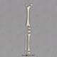 Human Child Leg Bones and Epiphyses (10 pcs), No Foot, 14 to 16-month-old