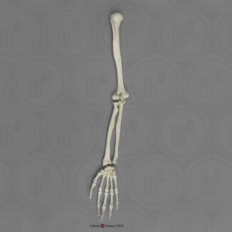 Human Female Asian Arm (No Scapula), Articulated w/ Articulated Rigid Hand