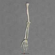 Human Female Asian Arm (No Scapula), Articulated w/ Articulated Rigid Hand