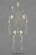 Disarticulated Gorilla Skeleton